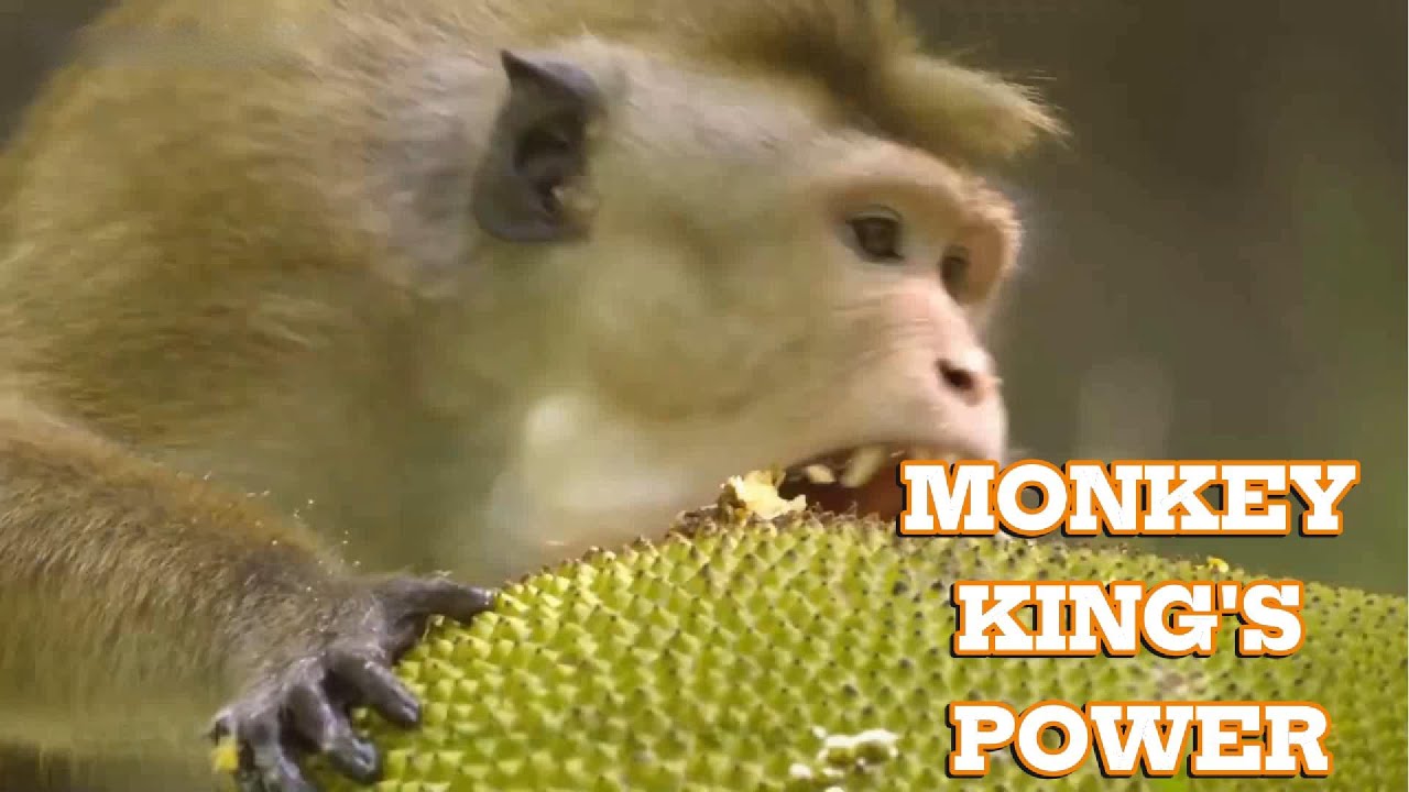 The Untold Hierarchy: Why This Pregnant Monkey Will Never Taste The Sweetness of Jackfruit