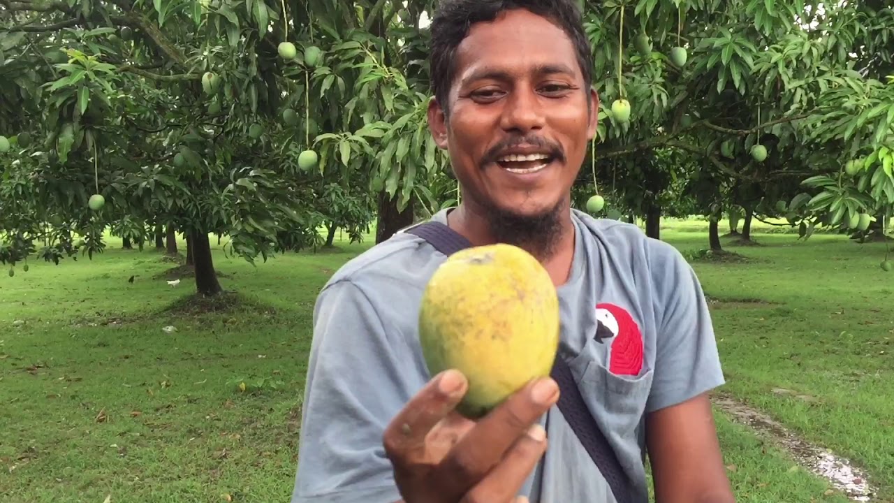 ক্ষিরসাপাত/হিমসাগর ও ল্যাংড়া আম  বাগান ভ্রমণ