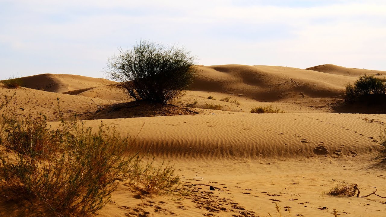 More young people join the fight against desertification
