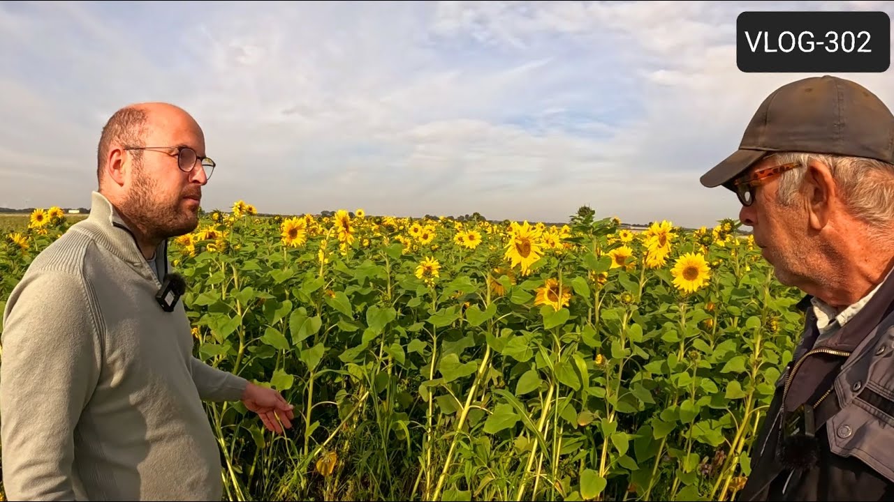 FARMVLOG #302 wintertarwe zaaien en demoveld groenbemesters