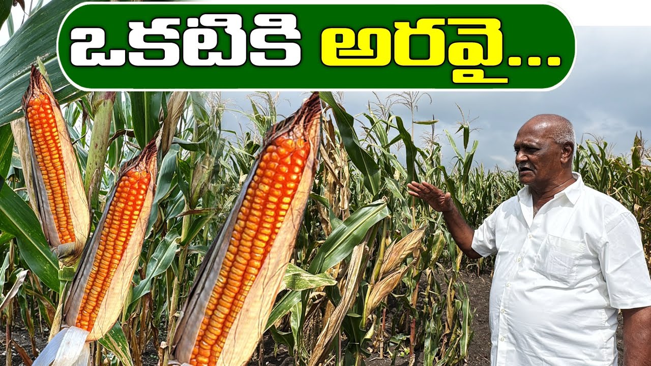 ఒకటికి అరవై... | 60 Corns per plant | Ponnuswamy organic faming