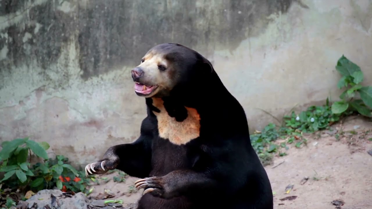 Sun Bears: Malaysia's Hidden Treasures
