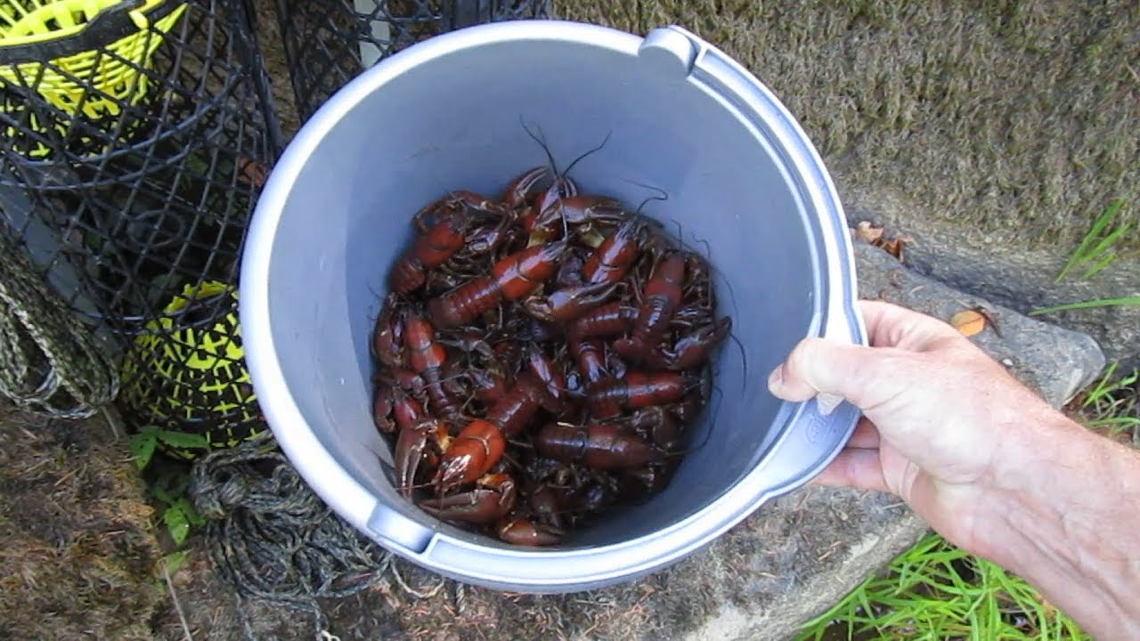 Catching Crayfish: 10 Tips to Get Started!