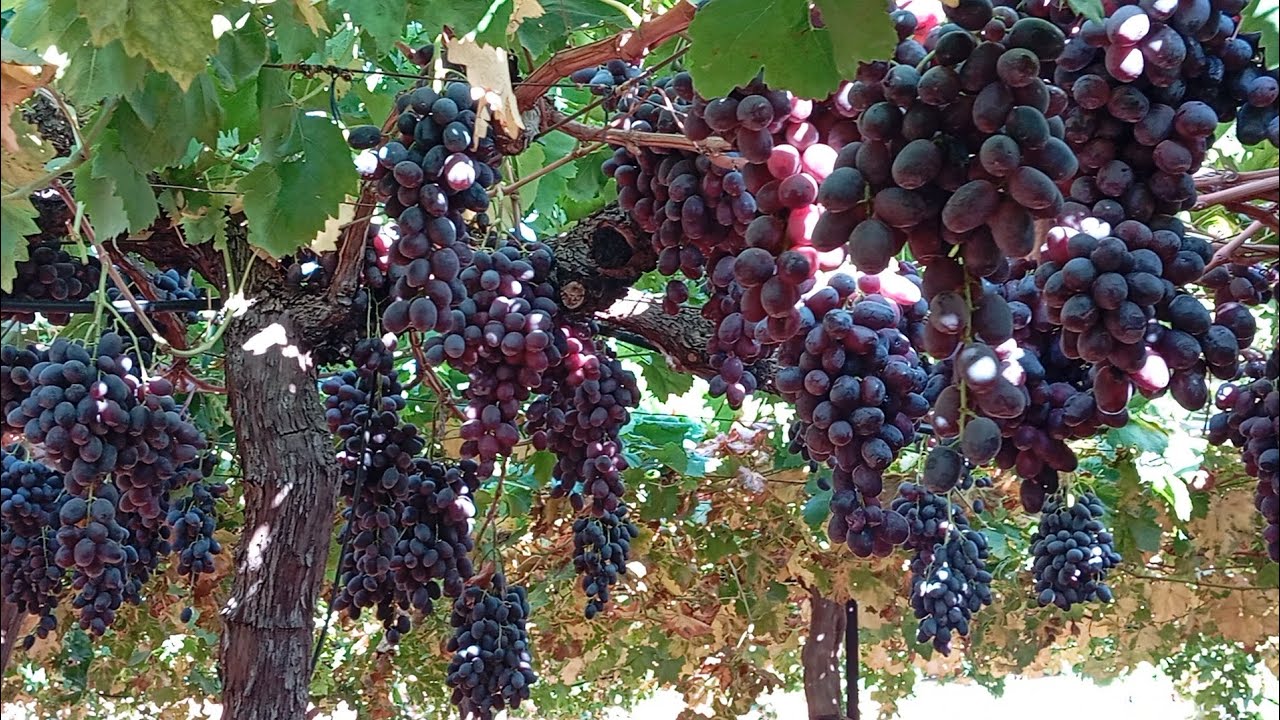 #عنب #أشجار العنب البلدي 🍇 ماشاءالله تبارك الرحمن 🍇