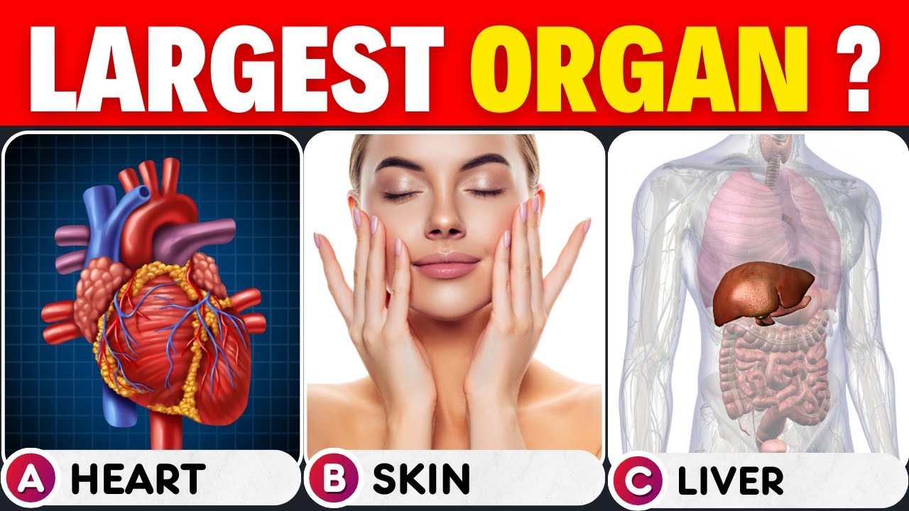 Health & Nutrition Quiz: Test Your Knowledge on the Human Body!