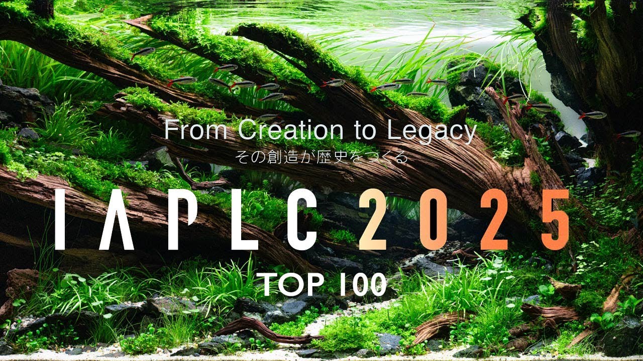 Months of Work for One Photo: The Art of Contest Aquascaping - IAPLC 2025 TOP 100
