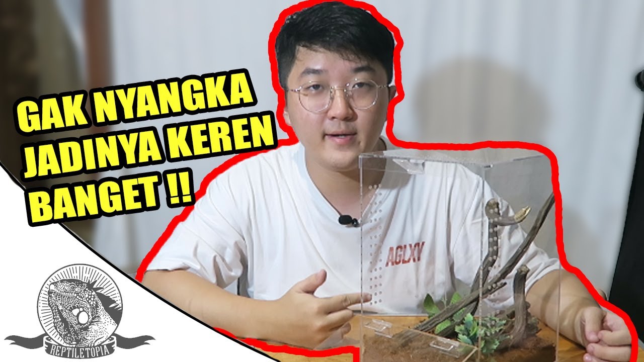 SET UP KANDANG KODOK POHON !! JADI ELEGANT KEREN BANGET