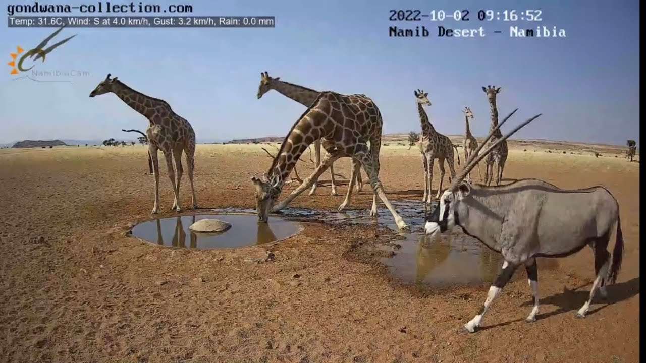 A tower of giraffe