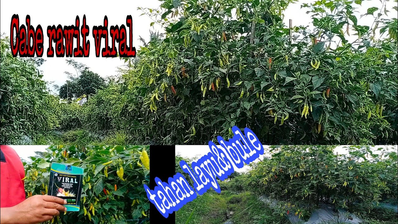 Cabe rawit Viral tahan patek & bule