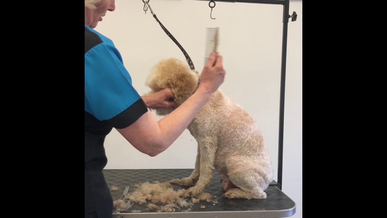 Lagotto groom with Louise Ferguson part 5 The head A