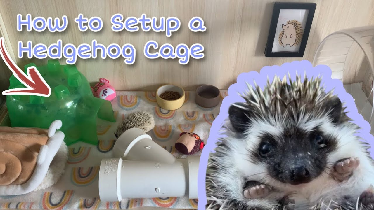 How to Set Up a Hedgehog Cage 🦔