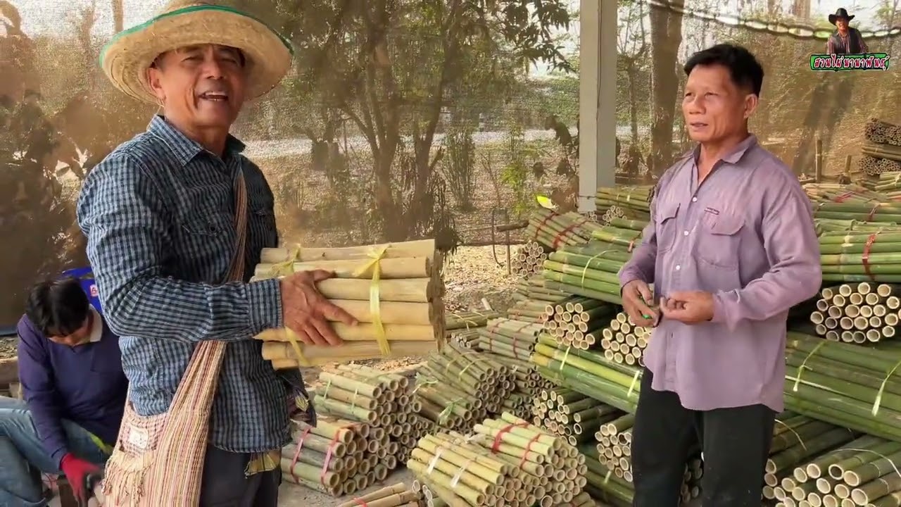 ไผ่ข้าวหลามกาบแดง…ล้งลุงทวน ขายลำไผ่ เพื่อเผาข้าวหลาม มีขนาดไหนบ้าง @ ศรีสัชนาลัย สุโขทัย