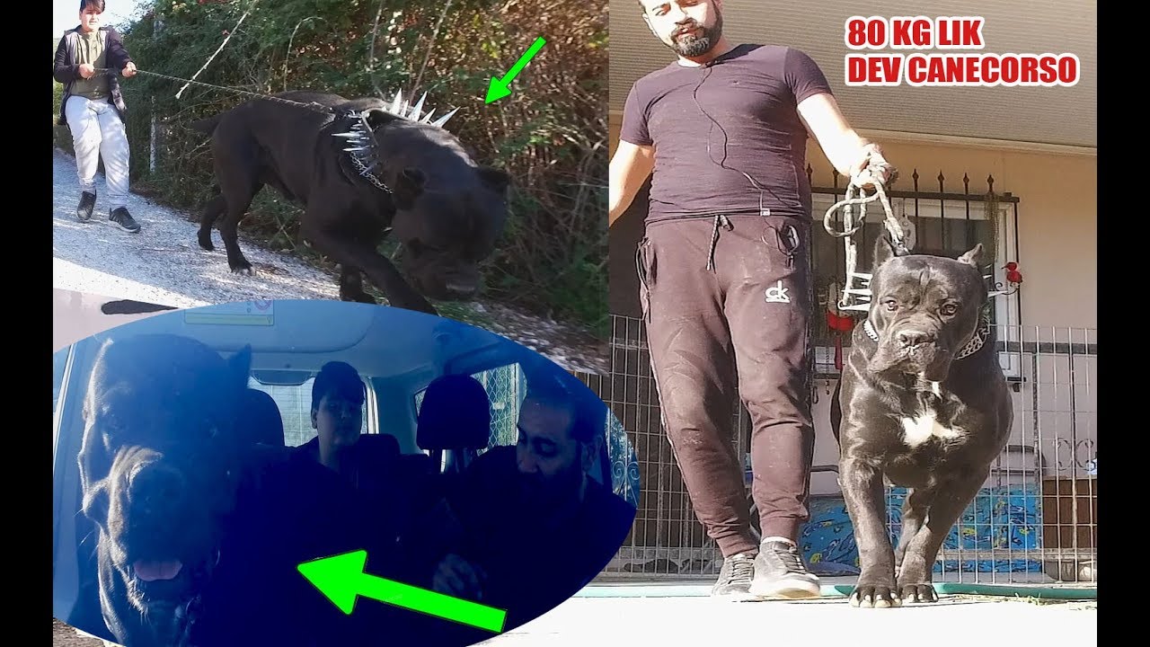 80 KG DEV CANECORSO YENİ EVLADIM DAYIYI ALMAYA GİTTİM