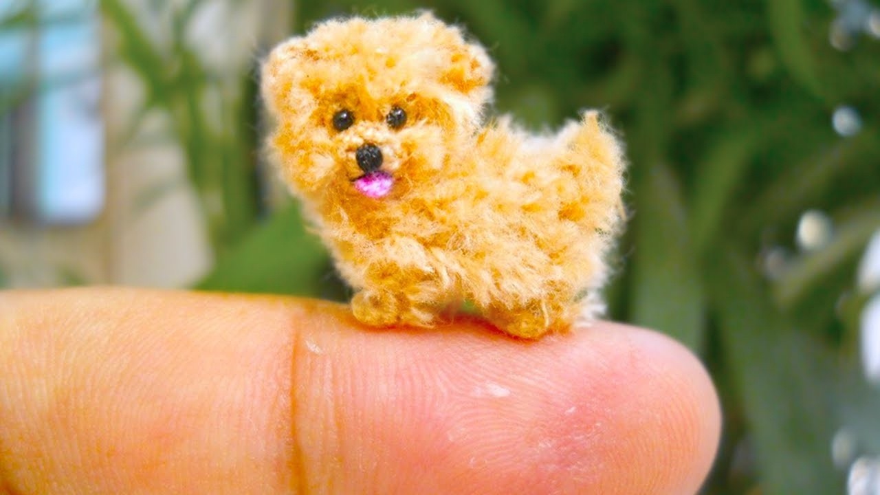 7 Most Smallest Dog Breeds In The World