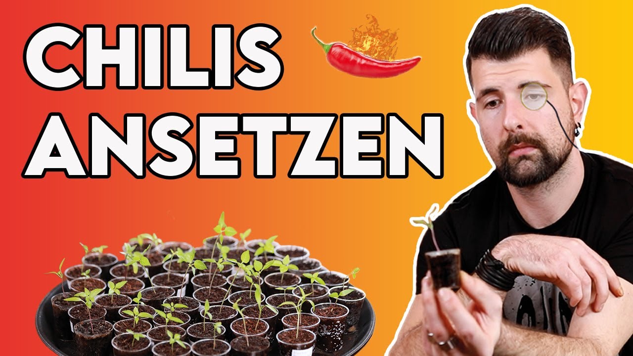 Chilis ansetzen (Update zum März) 🌱