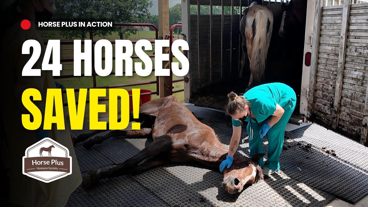 24 Saved From Slaughter | June Almost Live Buyout Intake and Assessment