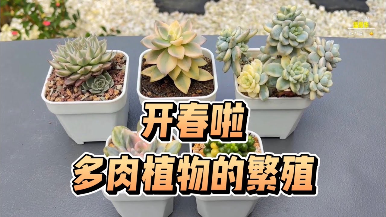 【多肉植物】繁殖的季节到了：叶插，扦插，砍头等抓住春天的好时光￼￼😊