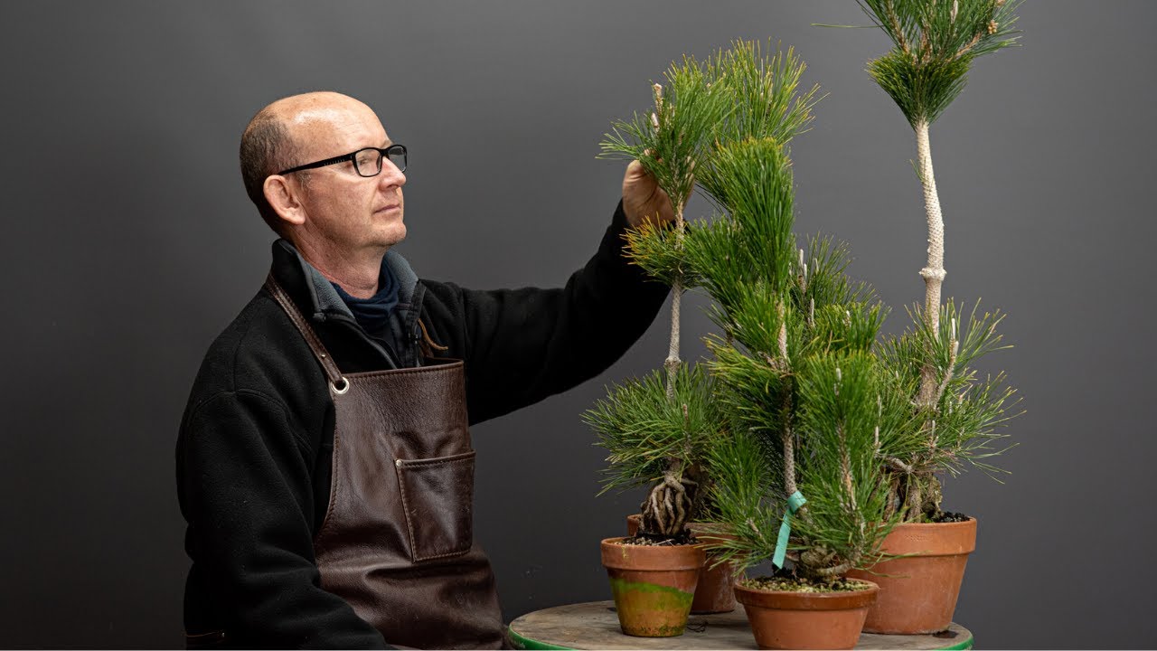 Growing pines from seed, part 1