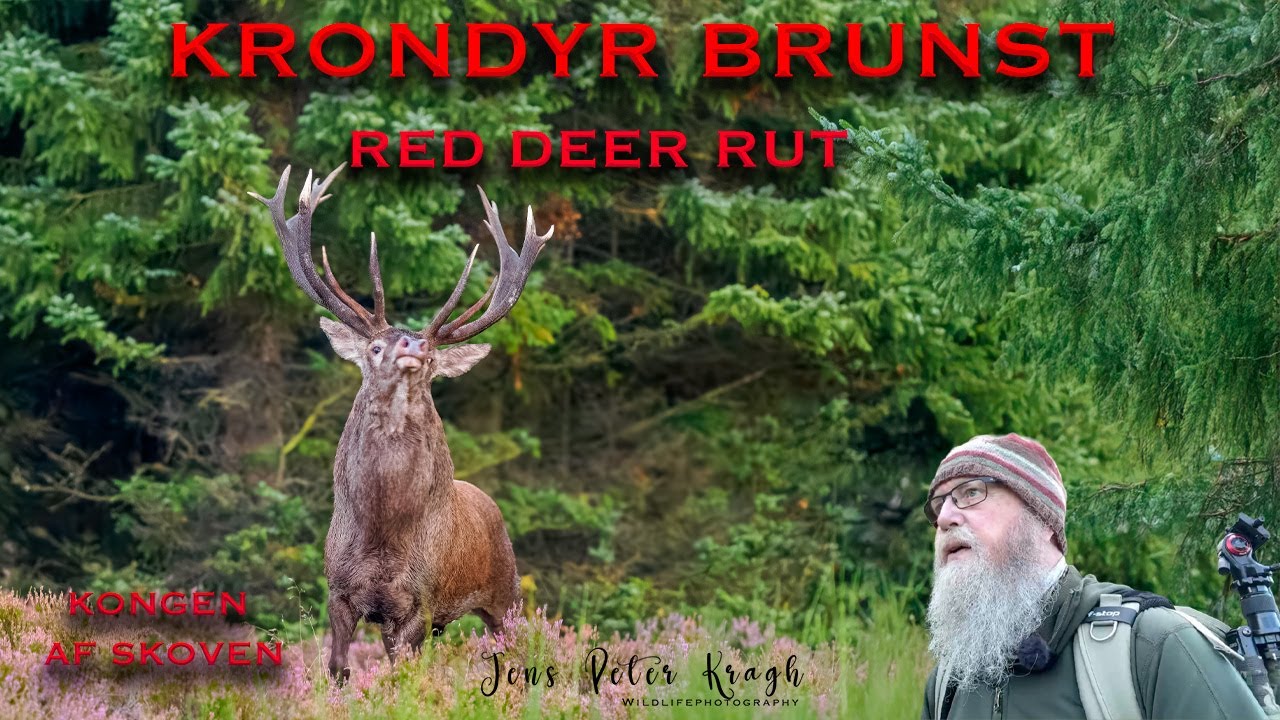Krondyr brunst /krondyr/ kronhjort/naturfotografering/dansk naturfilm/red deer rut.