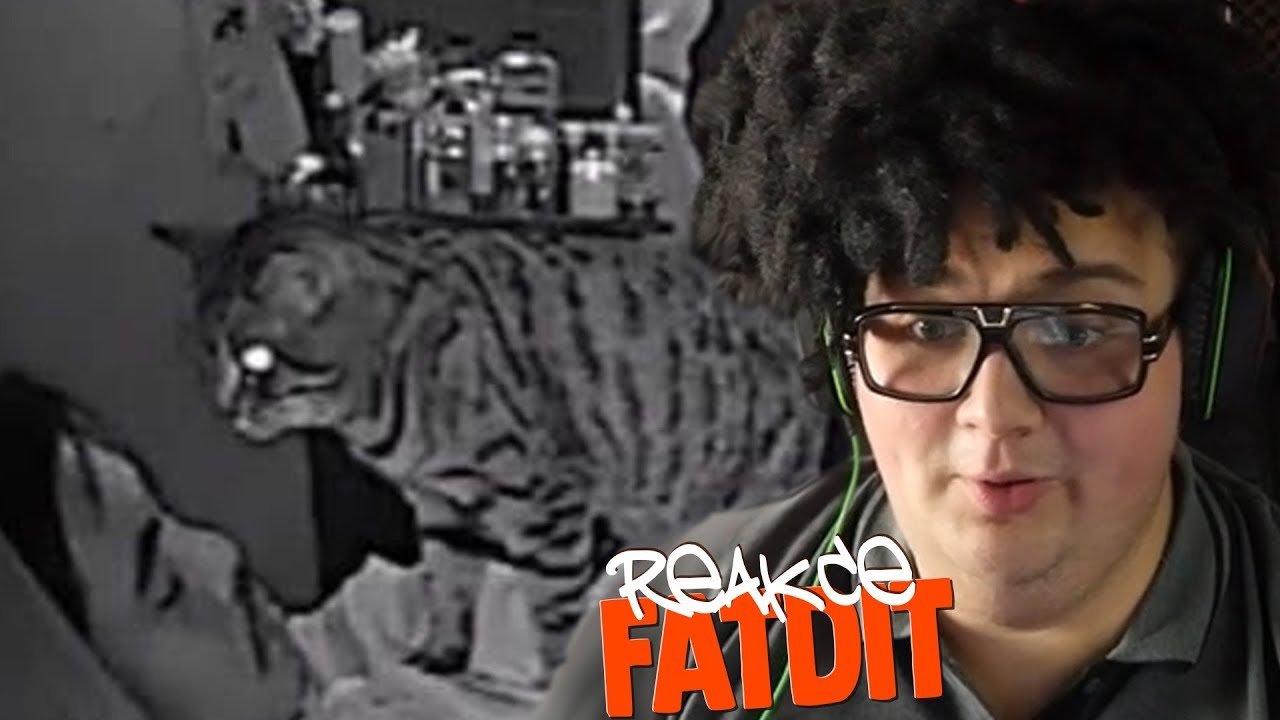 ZVÍŘATA SE CHOVAJ JAKO LIDI