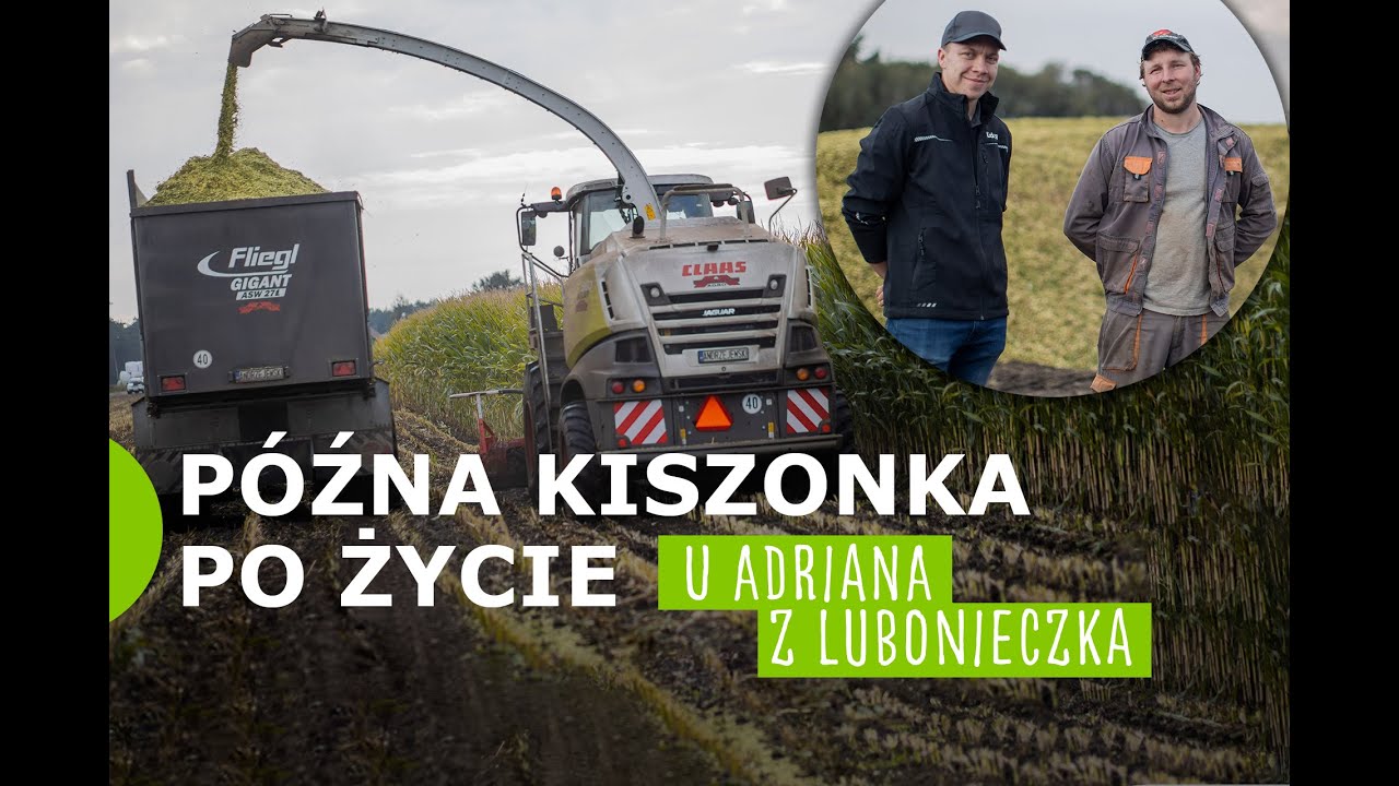 Późne żniwa kiszonki po życie. Jaka kukurydza na kiszonkę? Podpowiada Adrian z Lubonieczka