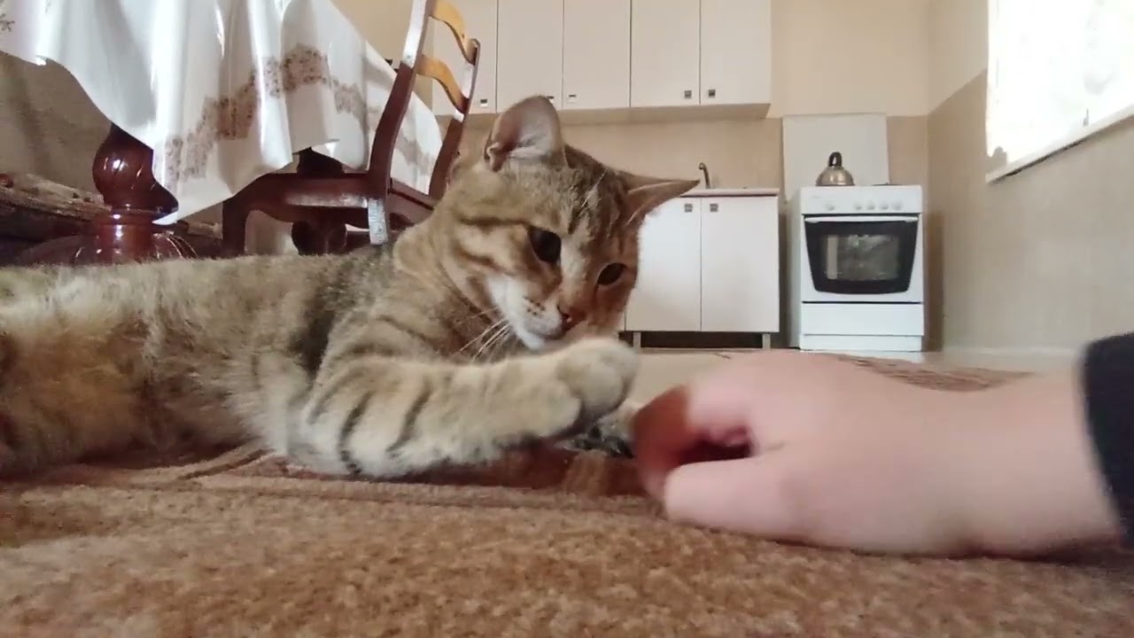 Мой кот