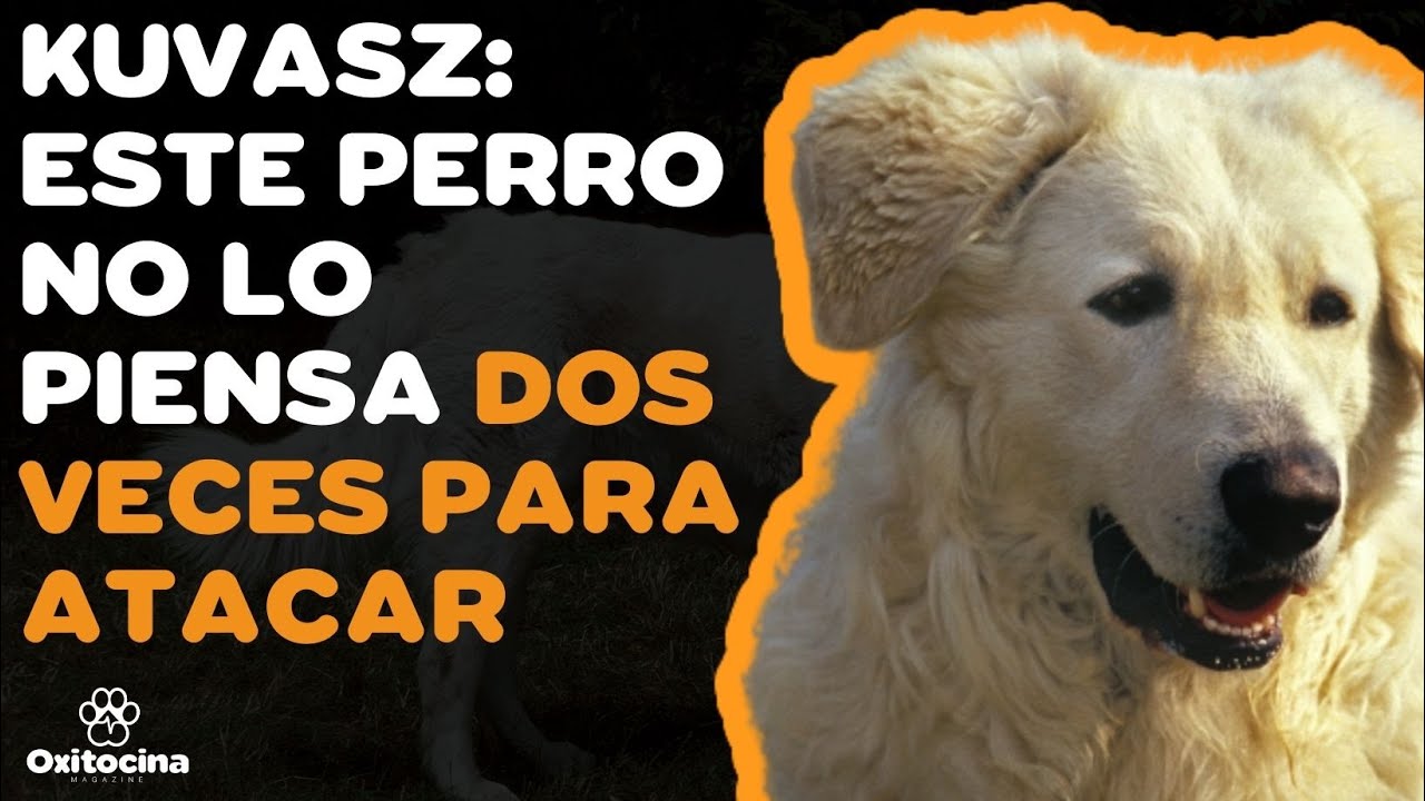 KUVASZ: 9 COSAS que debes SABER