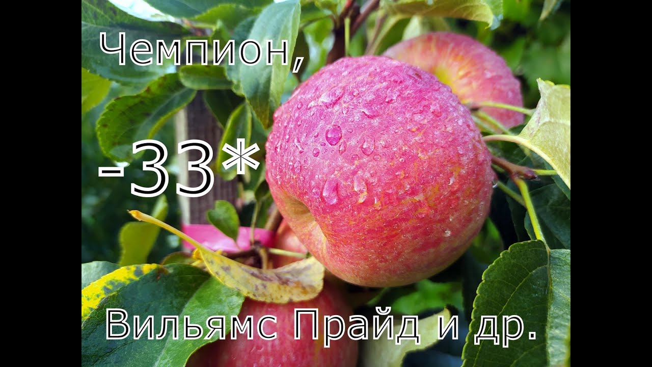 Яблони 