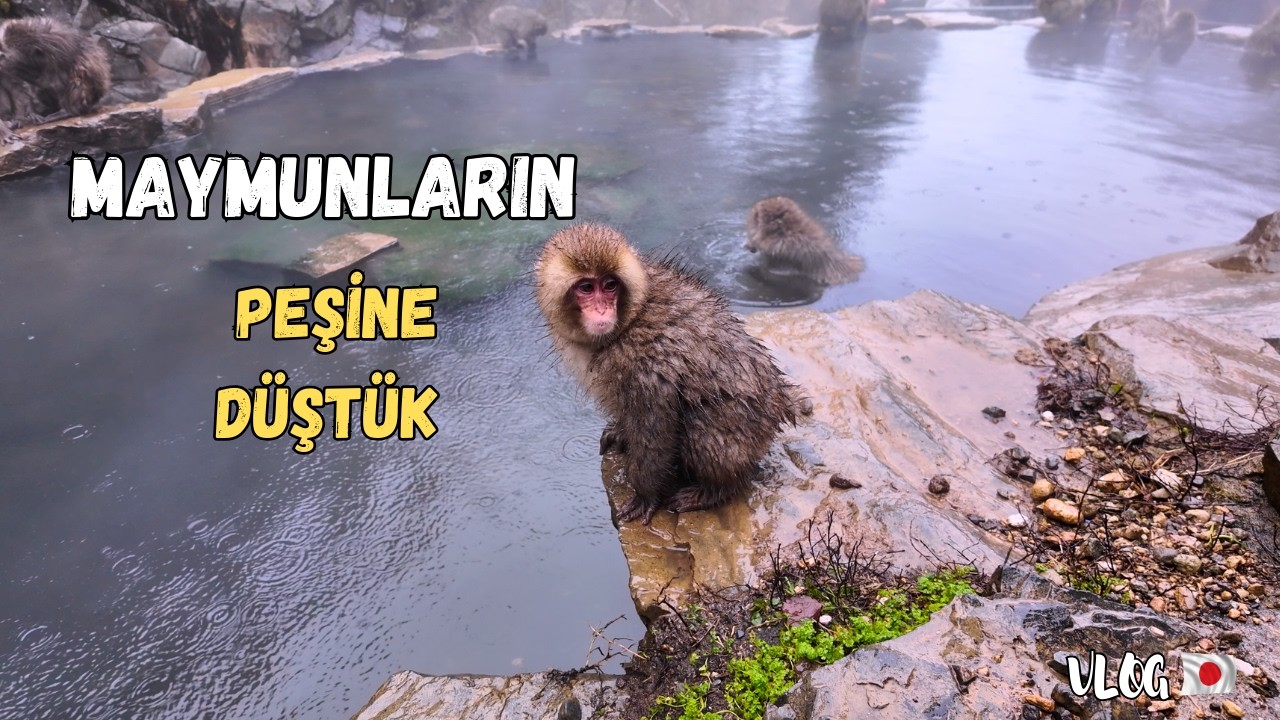 Kar Maymunlarının Onsen (Kaplıca) Keyfi