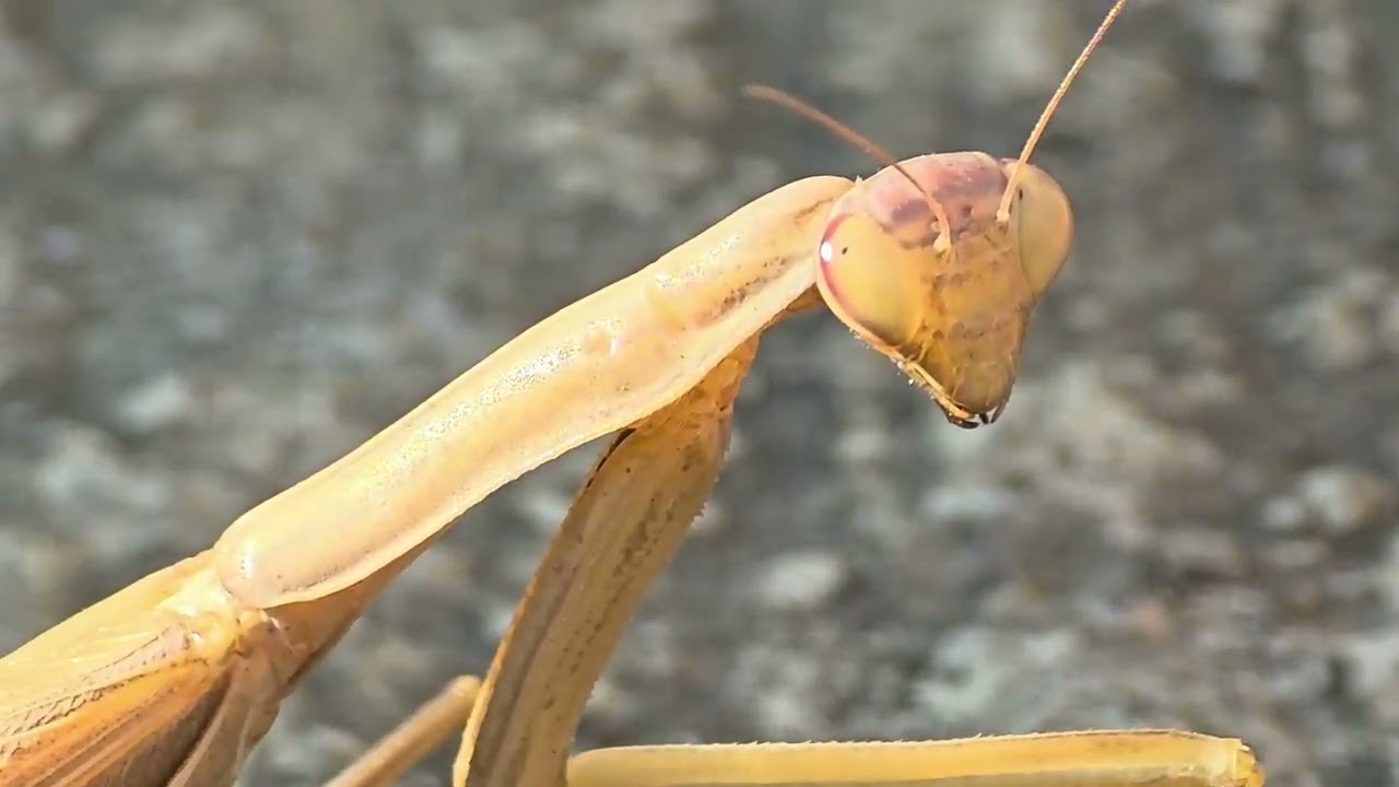 Stereo Vision Expert, Structure From Motion, Mantis, Peygamberdevesi, Mantodea