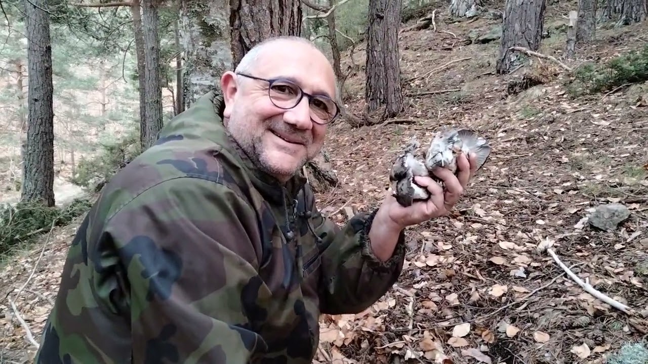 hygrophorus marzuolus 2022