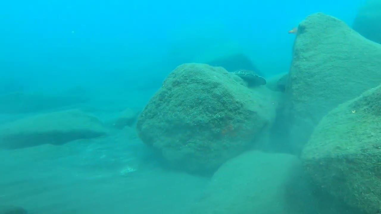 Buceo La Gomera, Vueltas, Valle Gran Rey, Invierno Winter 25-26  - 2, Angelotes, Tiburon 27..01.2026