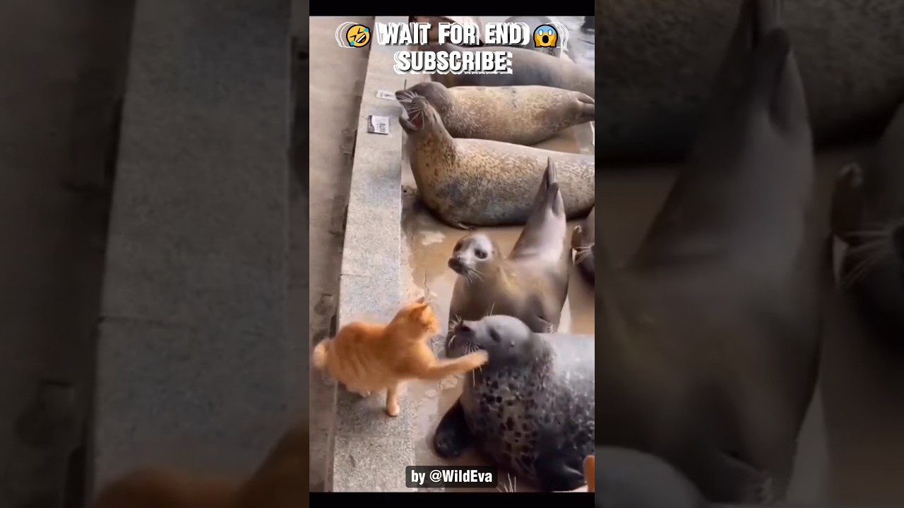 Кот шлёпает всех животных 🤣😱 #шорты
