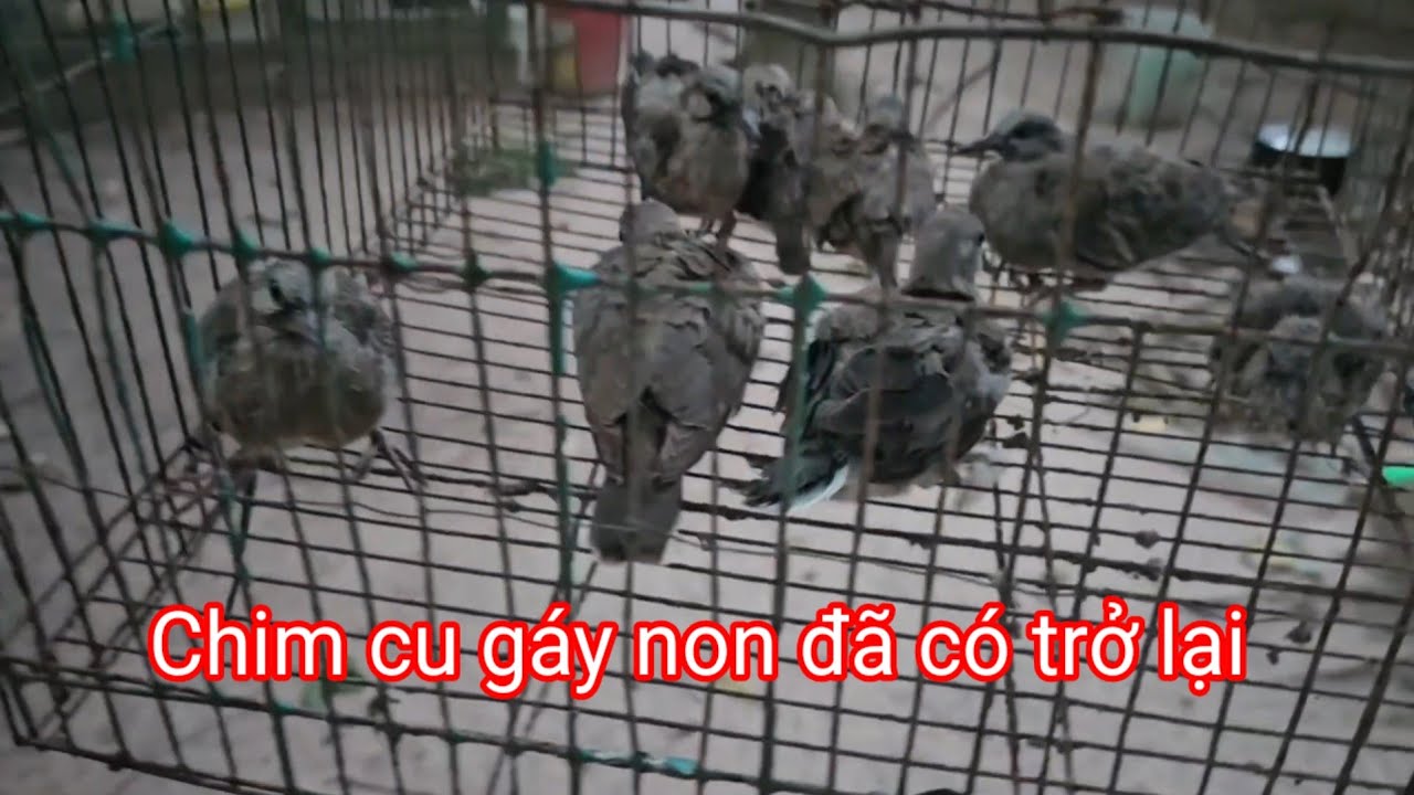 Chim cu gáy non nai đã có trở lại. Mình xuống cũng được vài cặp. Cũng đ buồng 