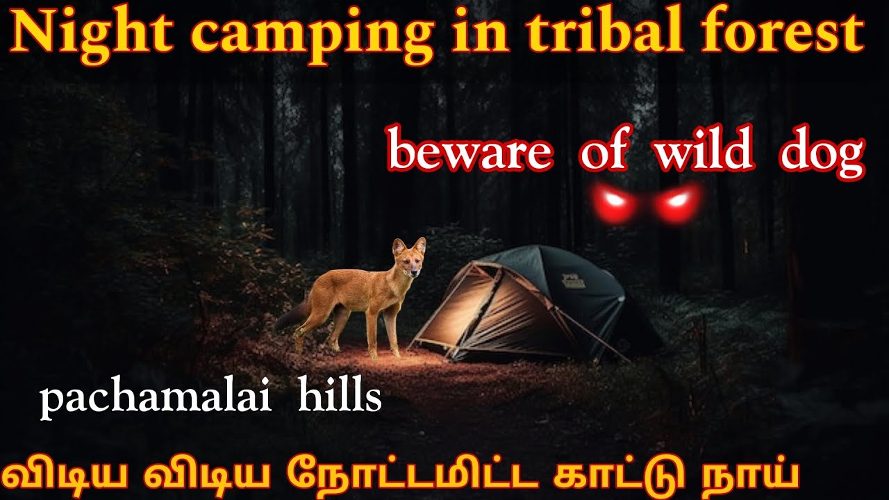 Night tent camping in deep tribal forest|tent அருகே சுற்றிய wild dog|camping and cooking|pachamalai