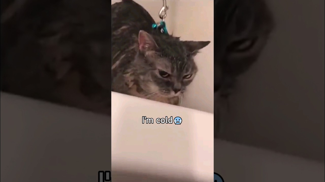 Коты говорят по-английски!🤣