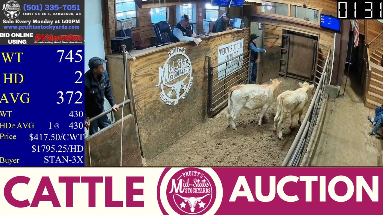 Damascus, AR Cattle Market LIVE | Pruitt’s Mid-State Stockyards | Feb 9, 2026