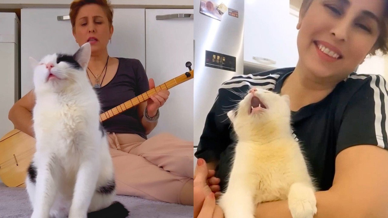 Кот НЕНАВИДИТ, когда мама поёт не ту песню 🤣