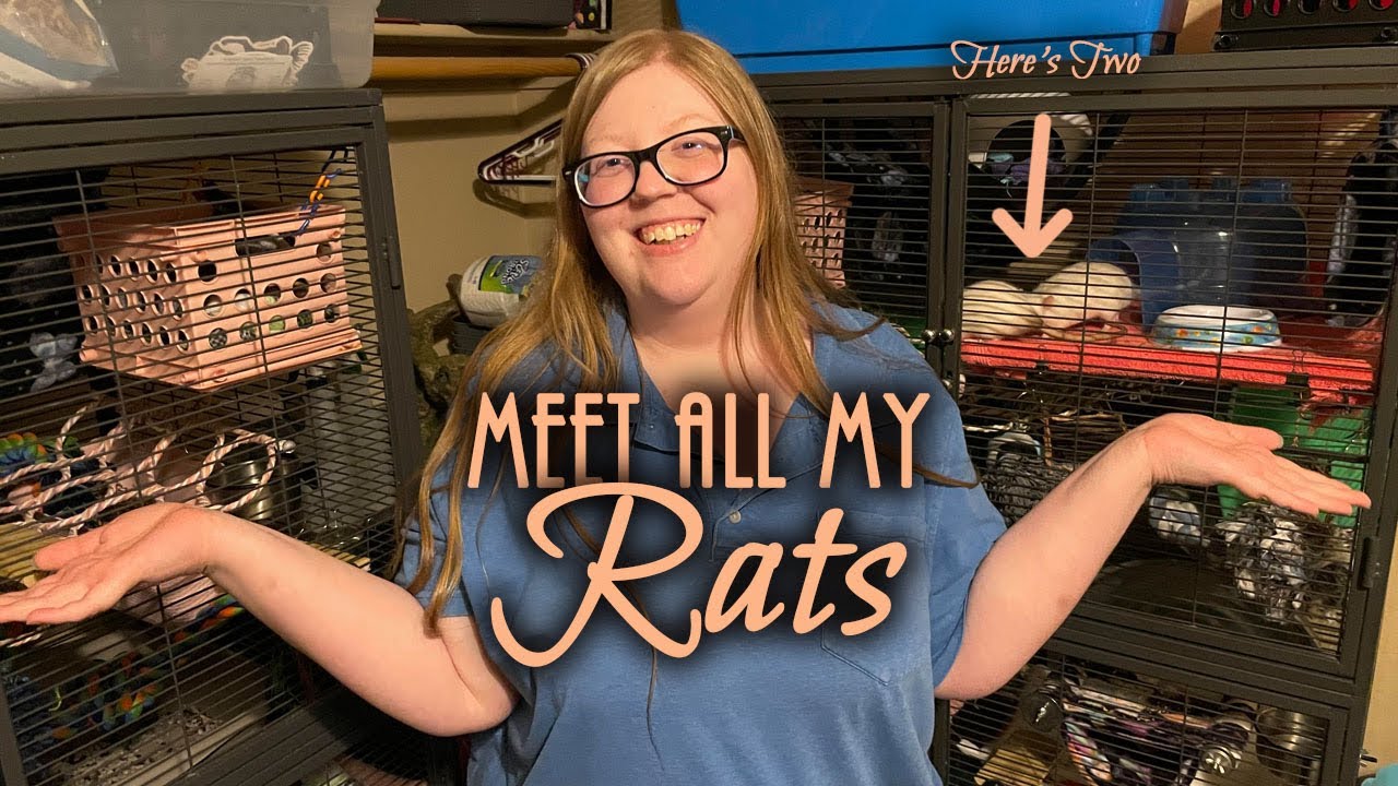 Meet All My Rats!