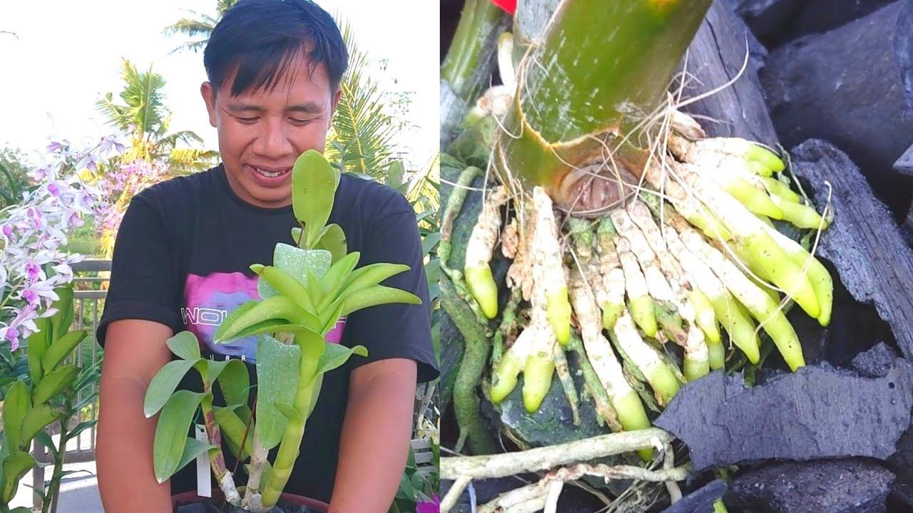 Cara menanam anggrek untuk pemula agar benar benar subur dan lekas berbunga