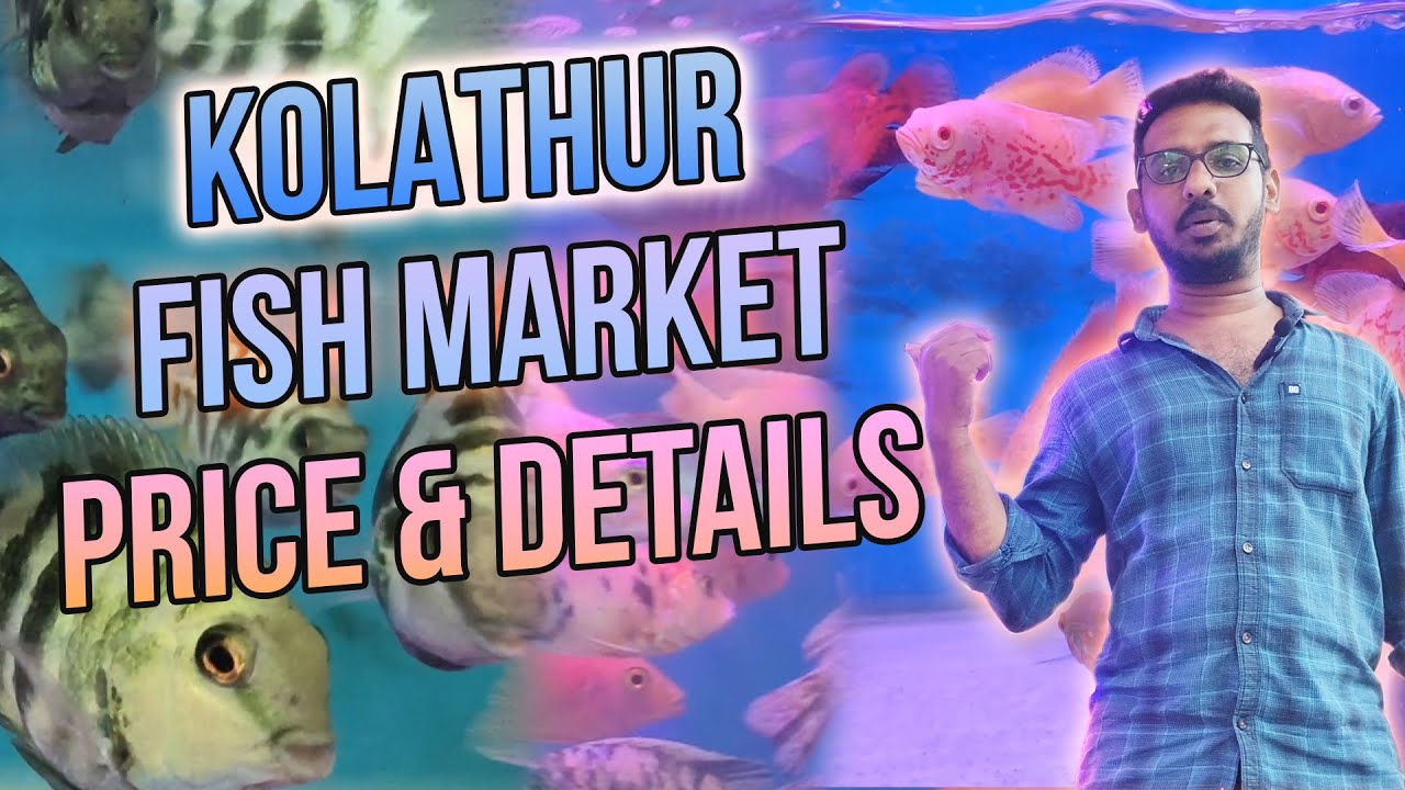 இங்கு நல்ல மீன்கள் விற்கப்படும் Starts from ₹40 | kolathur fish market | MM Aquarium | Kolathur