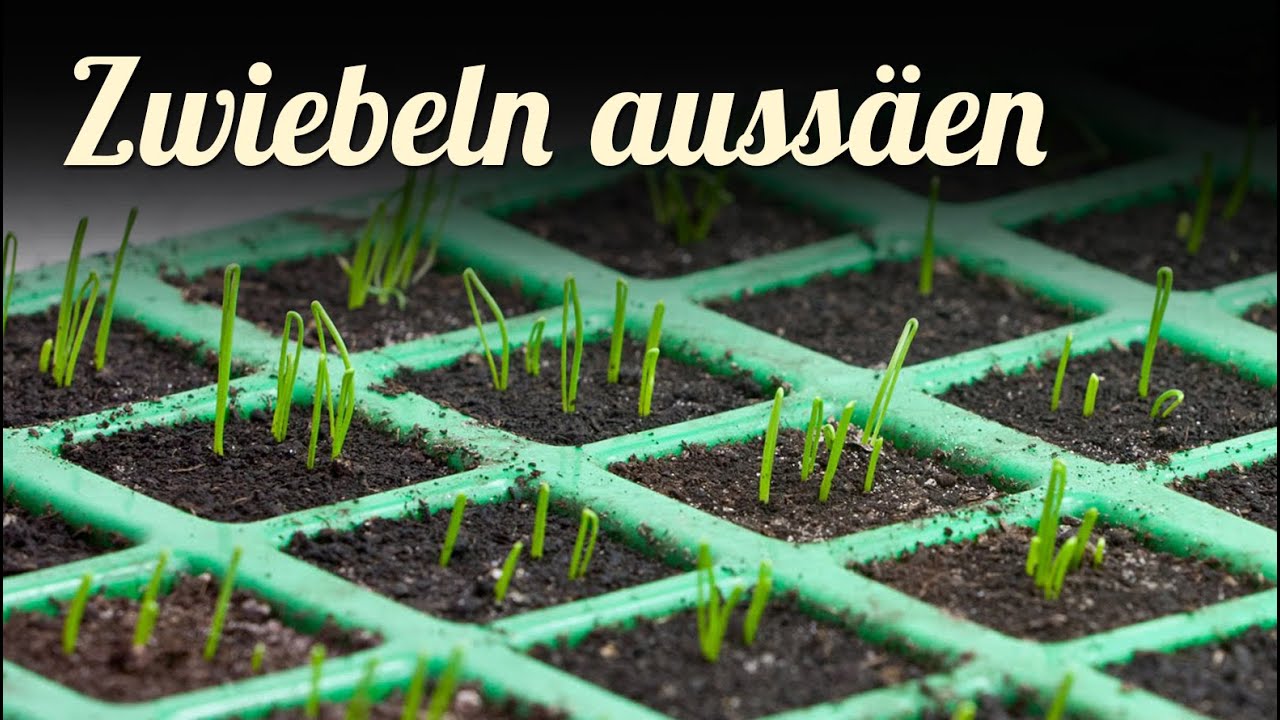 Jungpflanzenanzucht 🎍 Aussaat von Zwiebeln