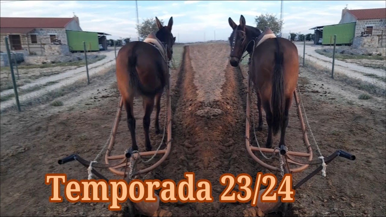 Aracía temporada 23 24 con mula Pepi