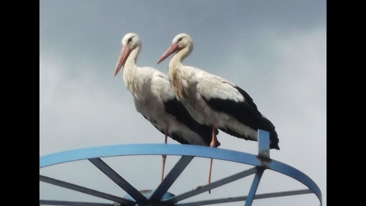 Čápi OnLine - Restaurace U Čápa Příbor - 2