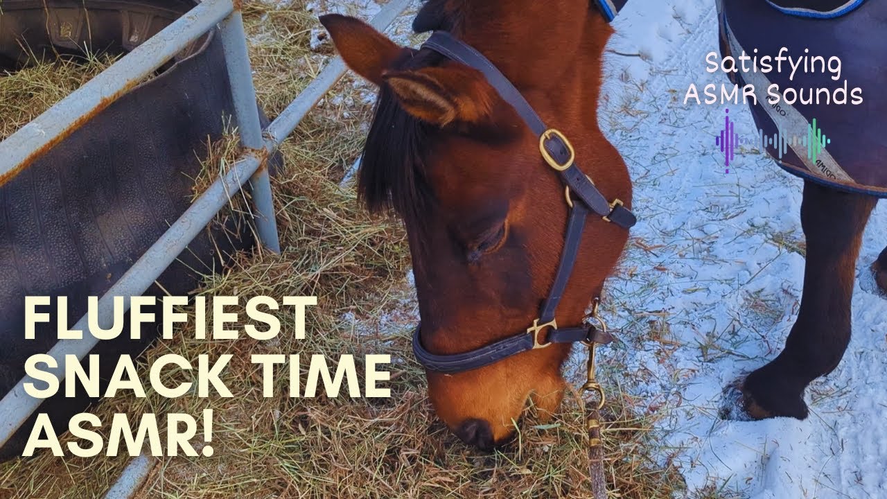 Relaxing Horse Chewing Sounds to End Your Day | Satisfying ASMR