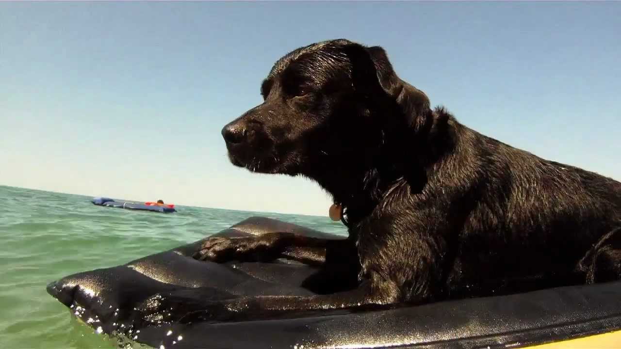 I CANI -LE COPPIE- unofficial video