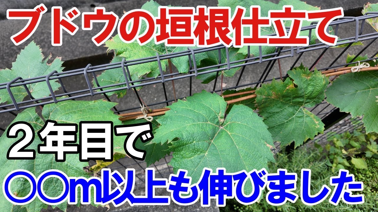 【垣根仕立て】2年目シャインマスカット苗木の様子【道法スタイル】【垂直仕立て】