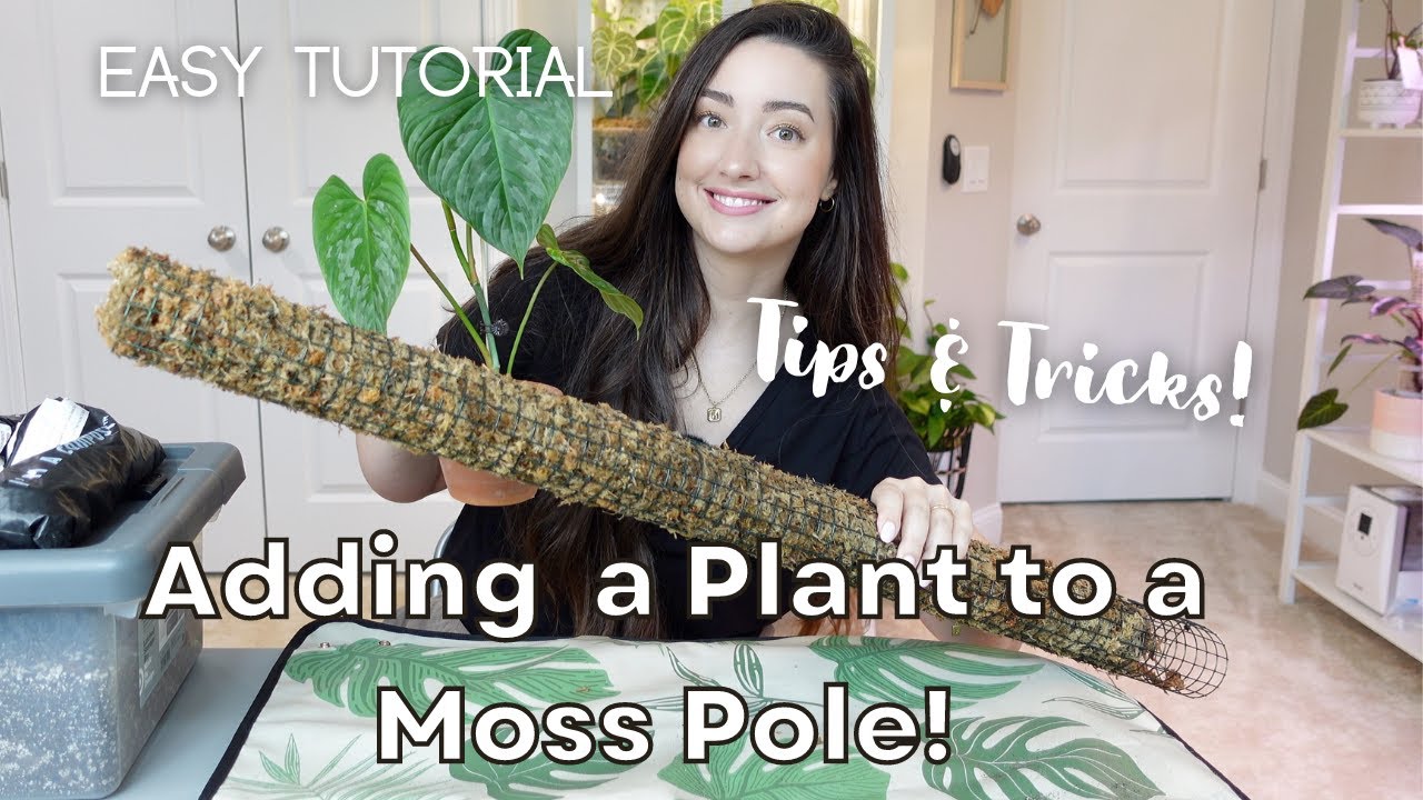 Repotting and adding a Moss Pole to my New Philodendron Majestic plant!