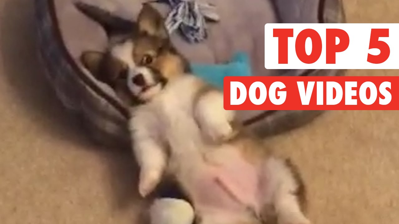 Top 5 Dog Videos || Jan 8 2016