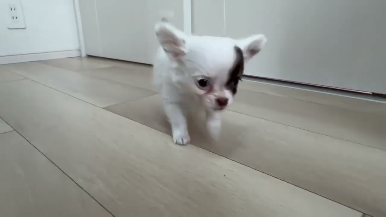 ホワイトチョコ　オス　チワワ